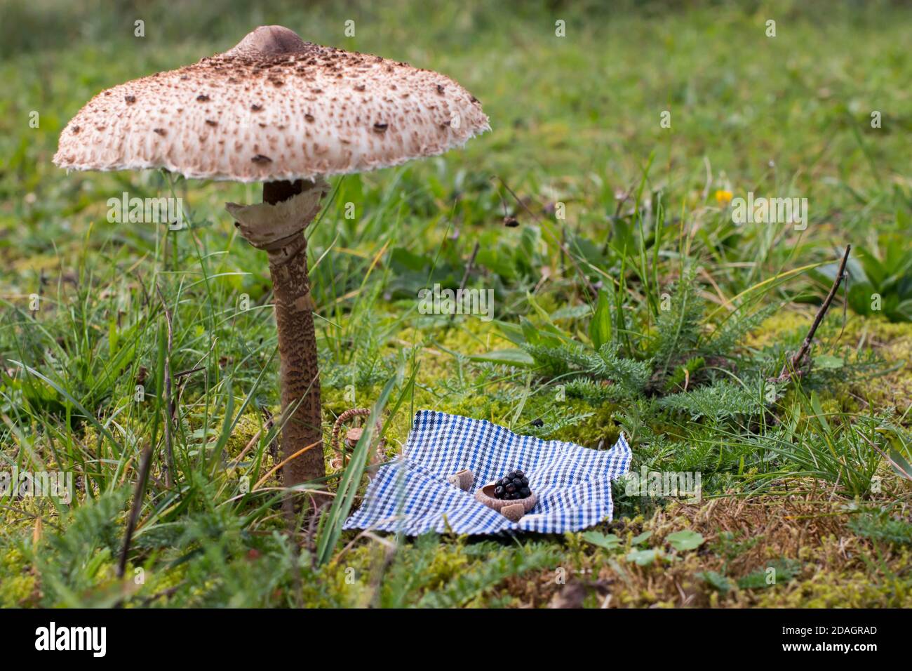 Miniature picnic scene under a parasol mushroom (Macrolepiota procera) Stock Photo