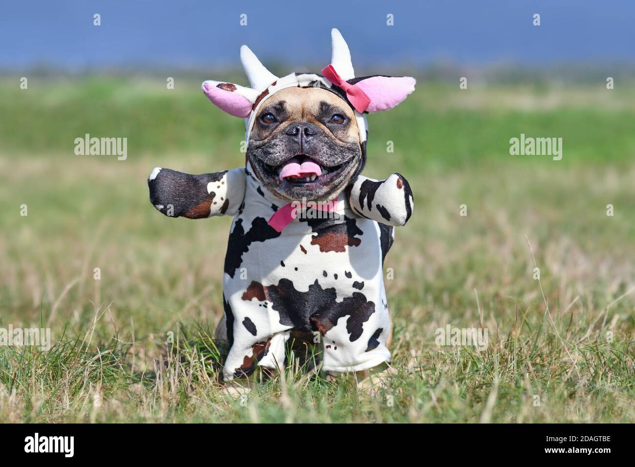 Cute happy French Bulldog dog wearing a funny full body Halloween cow costume with fake arms