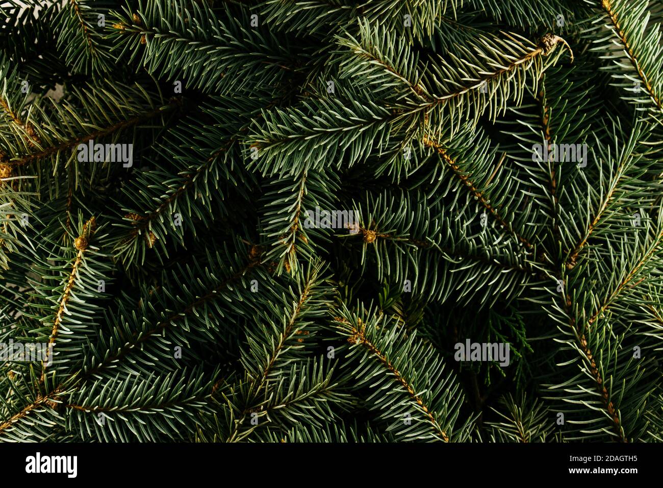 Layout made of Christmas tree branches. Nature New Year concept. Stock Photo