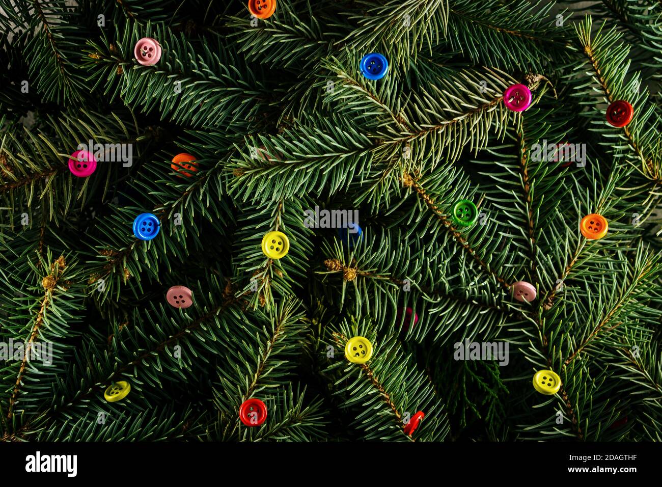 Layout made of Christmas tree branches with colorful buttons. Nature New Year concept. Stock Photo