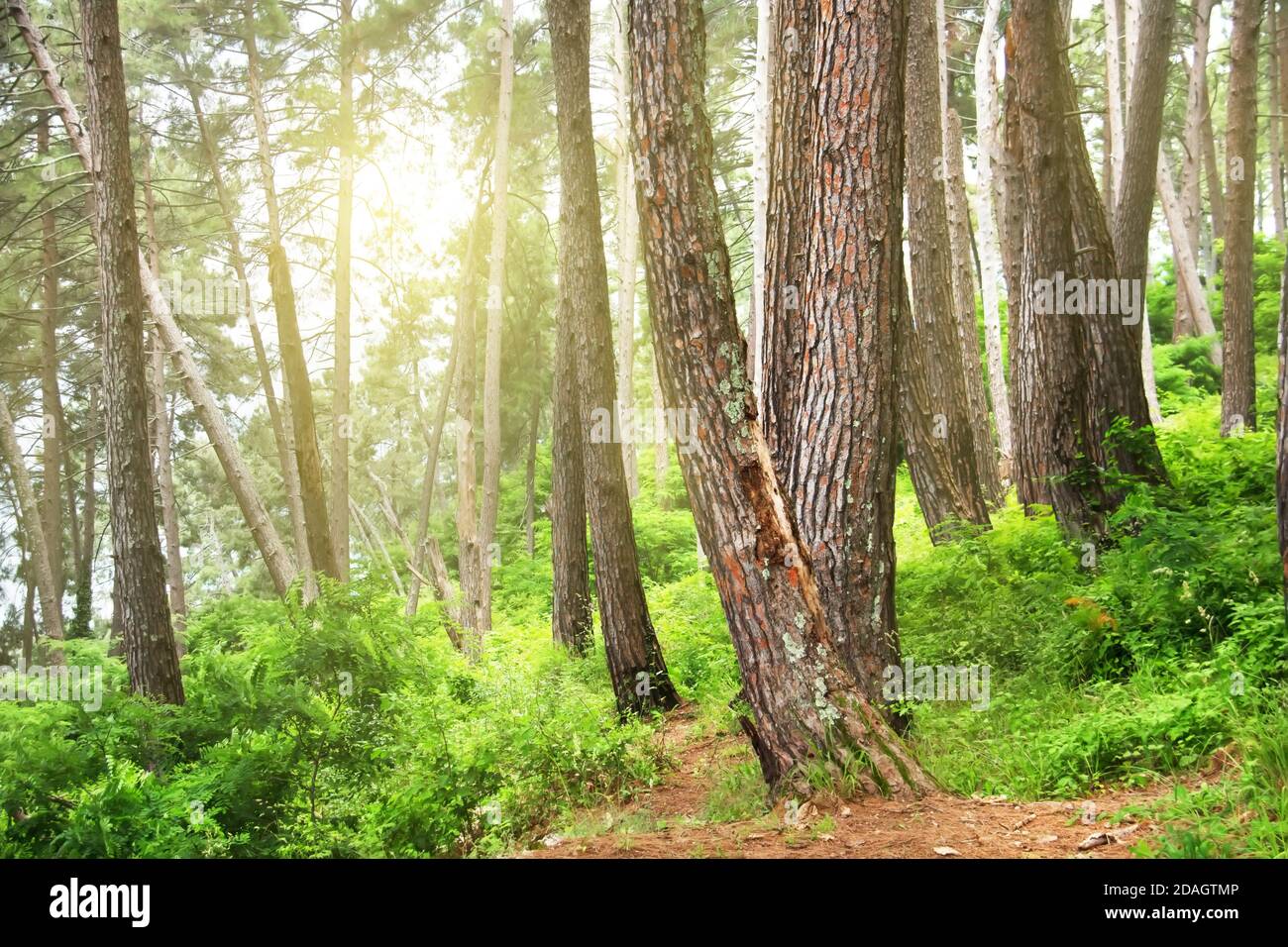 Pine forest. Relict trees (Pinus Pityusa, Pinus Brutia, Turkish pine). Gagra, Abkhazia. Stock Photo