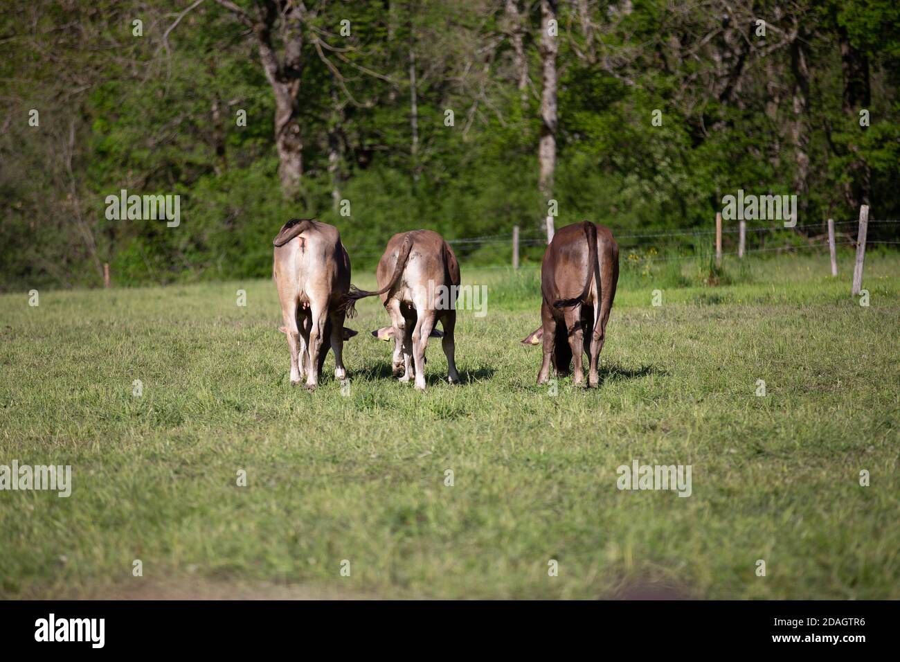 View of brown cows on a green pasture under the sunlight Stock Photo ...