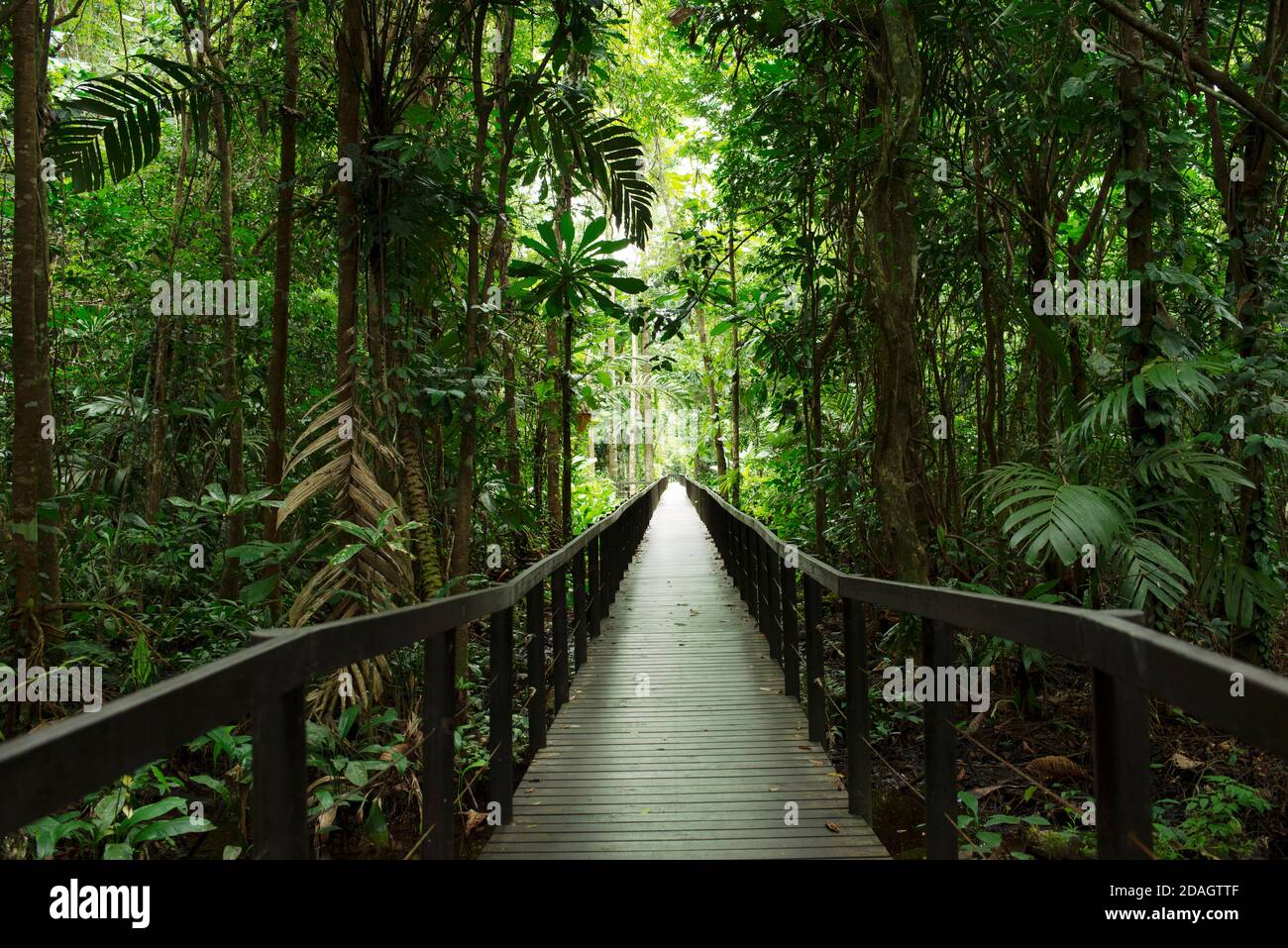 Hiking trail in lush rainforest in Cahuita National Park, Costa Rica Stock Photo