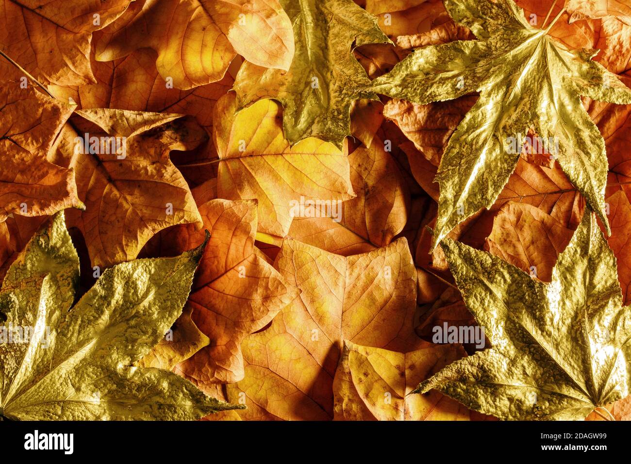 Creative autumn background. Orange and gold autumn leaves on autumn pattern. Stock Photo