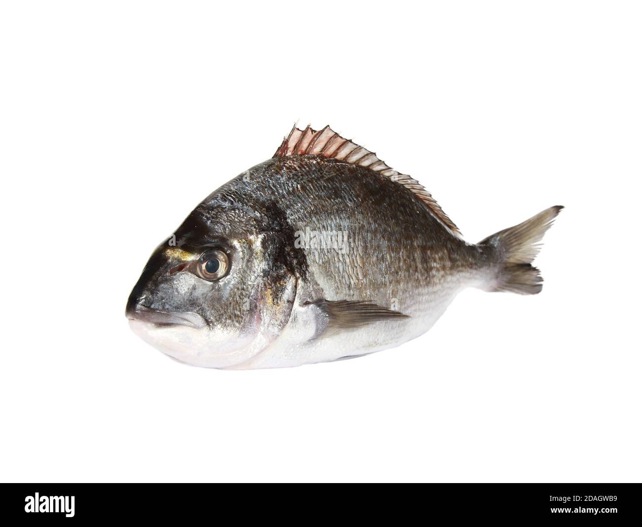 Gilt-head bream fish isolated on a white background Stock Photo
