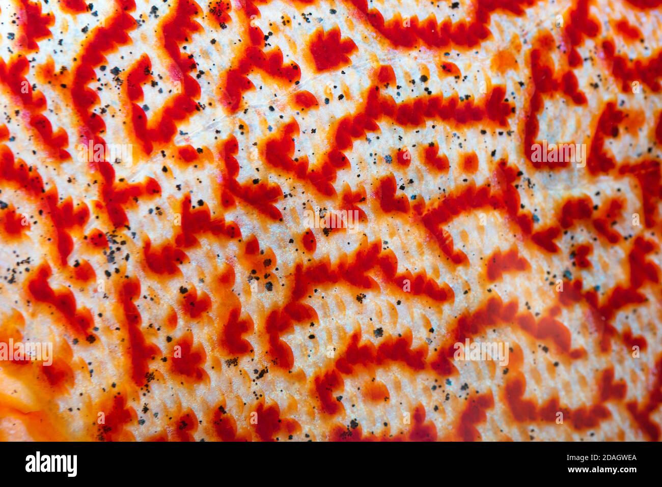 Fish skin pattern hires stock photography and images Alamy