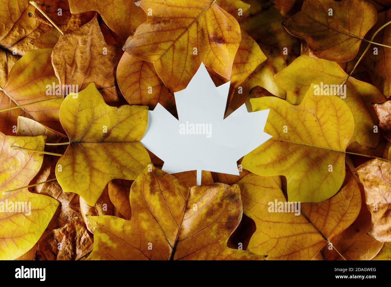 Creative autumn layout with maple leaf white paper note. Beautiful orange autumn leaves Stock Photo