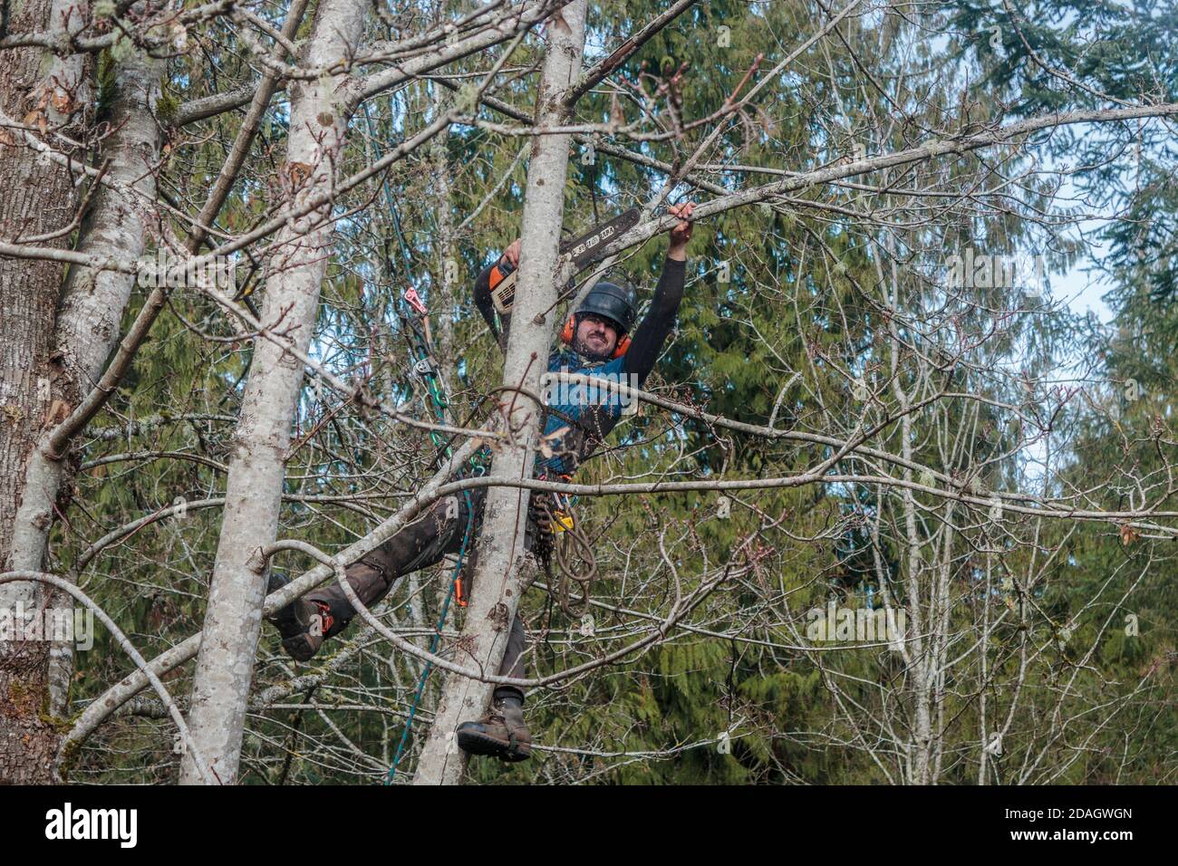 With ropes to hold him in place, a tree climber braces his legs on two trunks and uses a chainsaw to cut limbs above him from a sprawling maple tree. Stock Photo