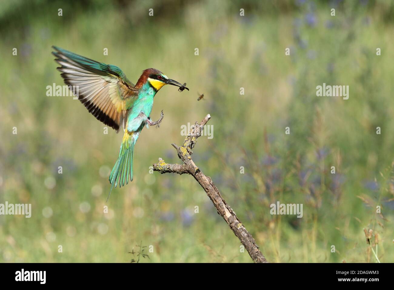 European bee eater (Merops apiaster), landing on a branch with an insect in the bill, Hungary, Kiskunsag National Park Stock Photo