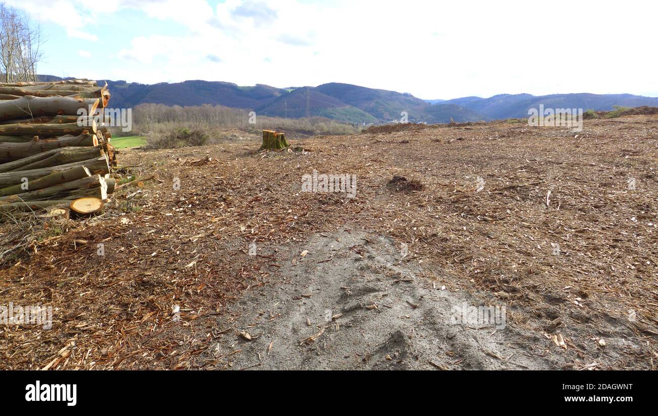 clearcutting with pile of wood, Germany Stock Photo