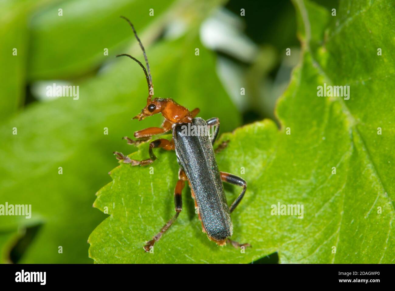 cantharid (Cantharis pellucida), sits on a leaf, Germany Stock Photo