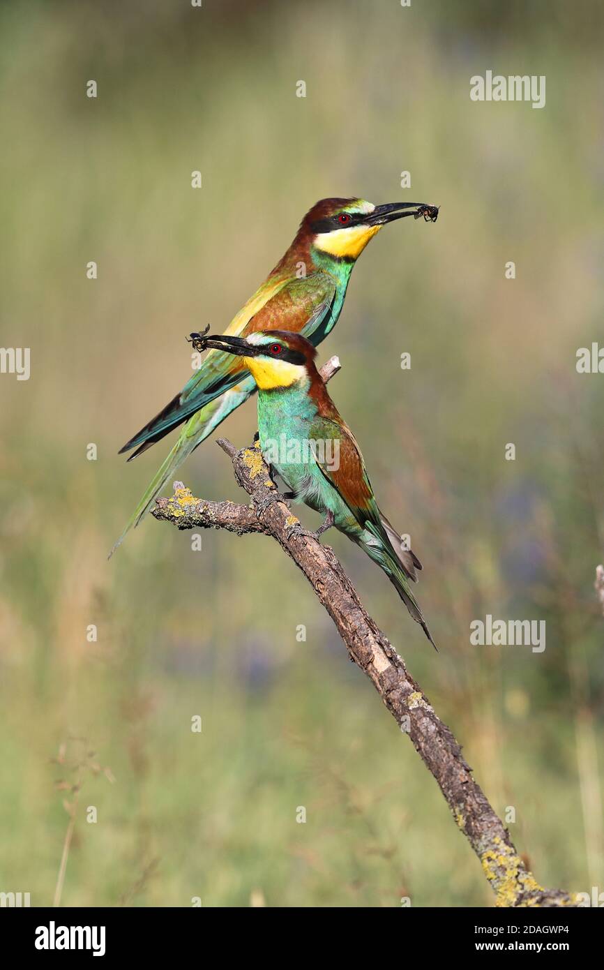 European bee eater (Merops apiaster), pair perching on a branch with insects in the bills, Hungary, Kiskunsag National Park Stock Photo