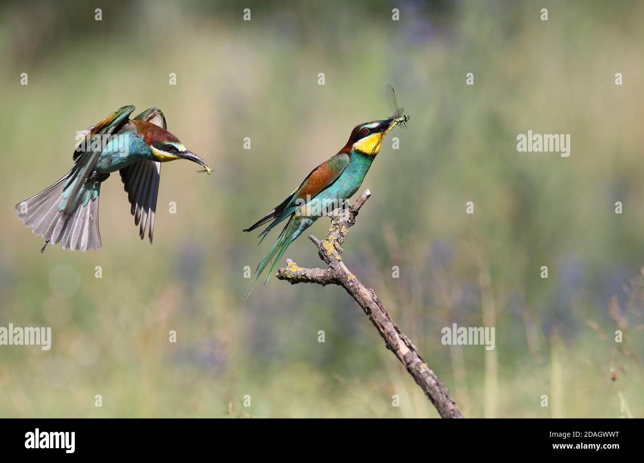 European bee eater (Merops apiaster), male perching on a branch with a dragonfly in the beak, female in landing approach, Hungary, Kiskunsag National Stock Photo