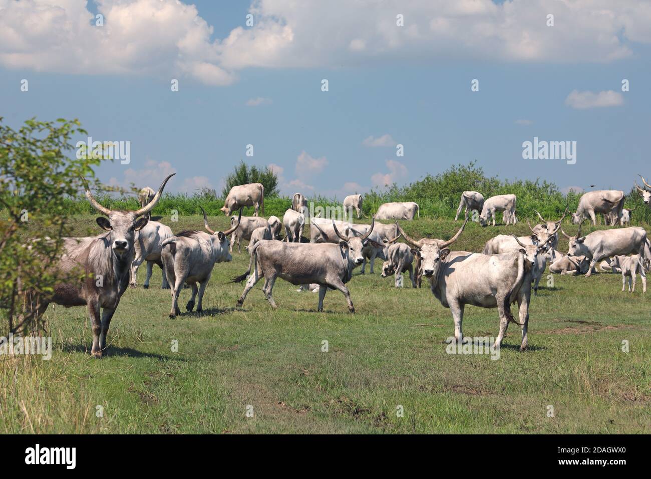 Hungarian Steppe Cattle, Hungarian Grey Cattle, Hungarian Podolian Steppe Cattle (Bos primigenius f. taurus), herd in puszta, Hungary, Hajdu-Bihar, Stock Photo