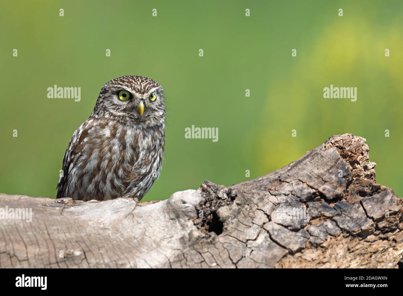 little owl (Athene noctua), perched on a dead tree, Hungary, Tiszaalpar Stock Photo