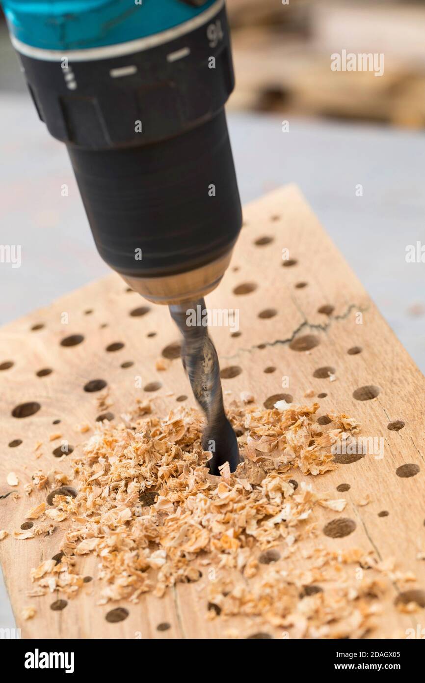 Wild bee nesting aid made of hard wood, holes of different thickness are drilled into the wood with a drill, Germany Stock Photo