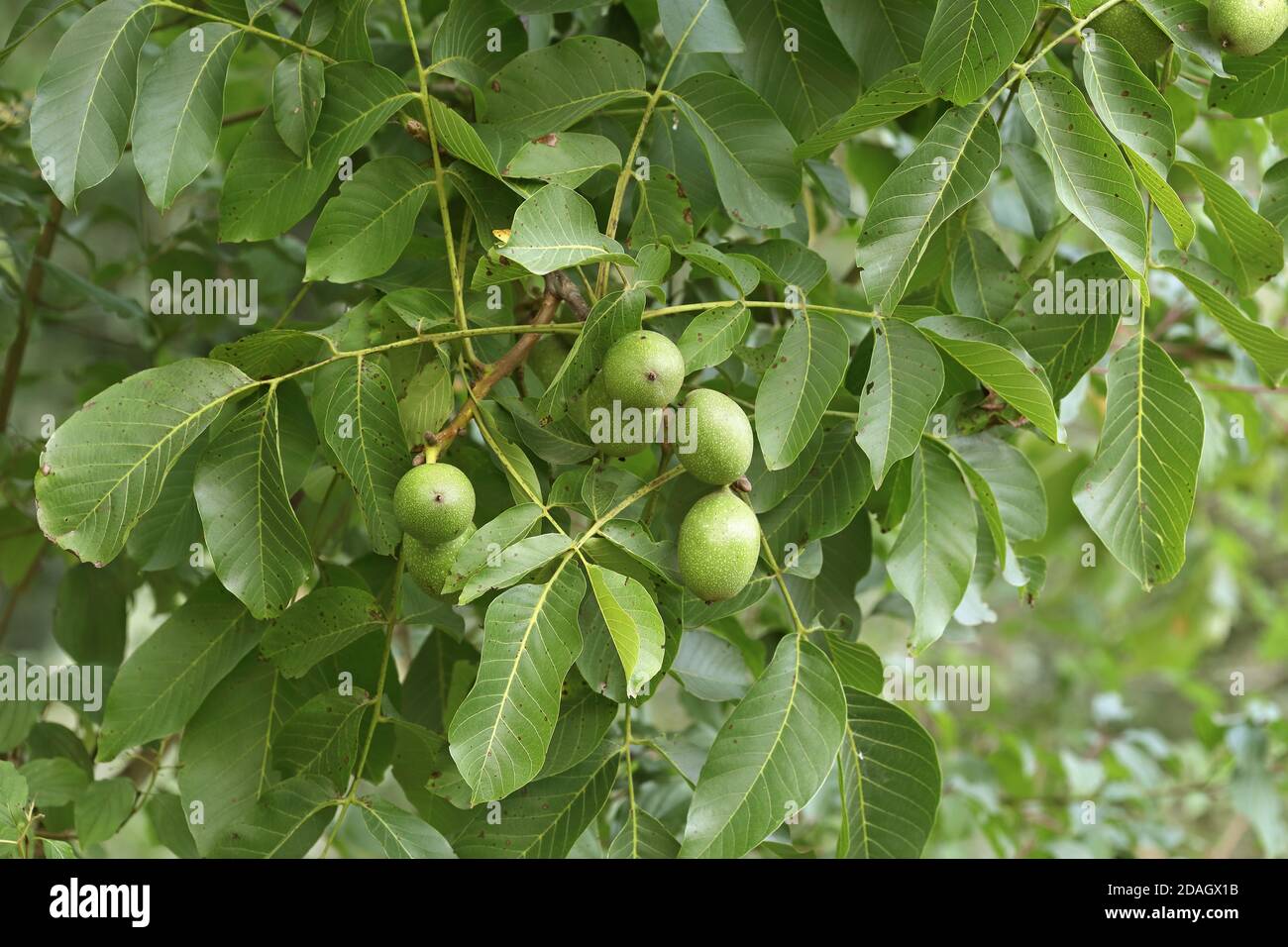 walnut (Juglans regia), fruits in a branch, Netherlands, Gelderland Stock Photo