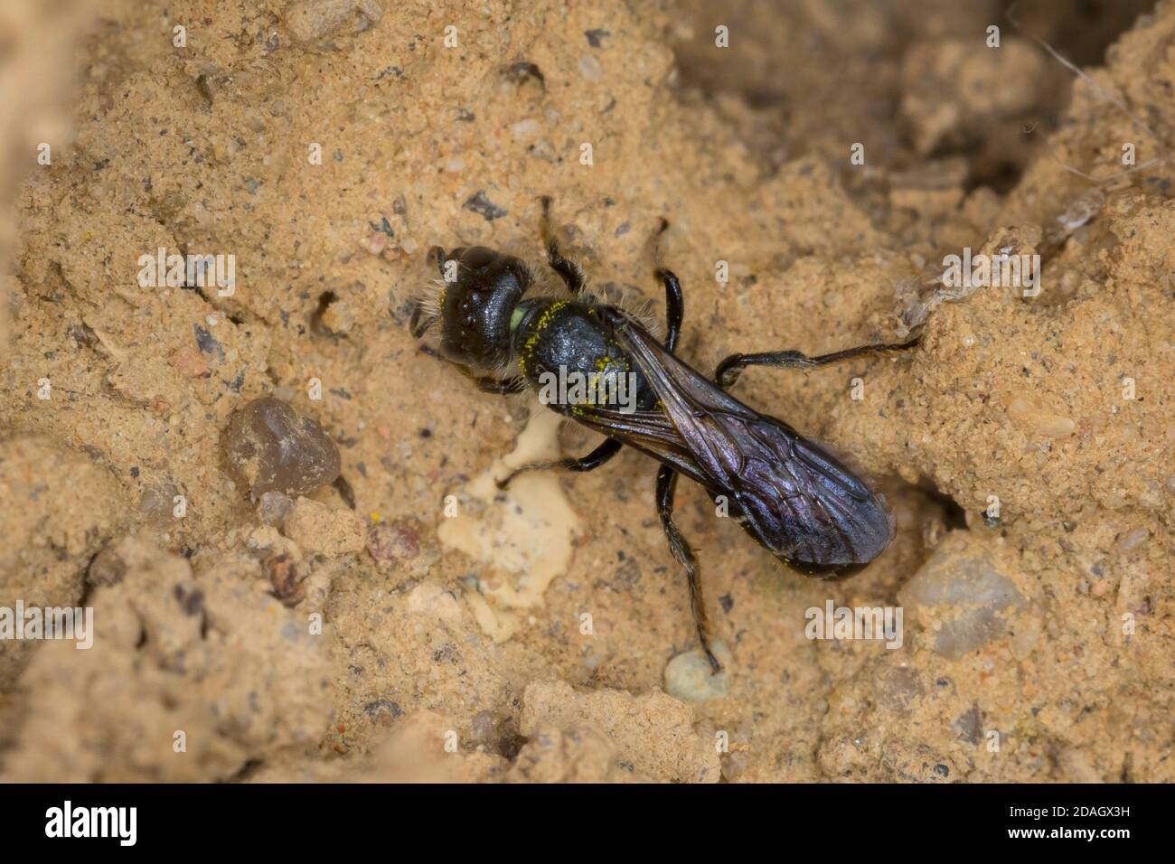 Scissor bee (Osmia florisonmis, Chelostoma florisomne), female collecting loam for the nesting hole closure, Germany Stock Photo