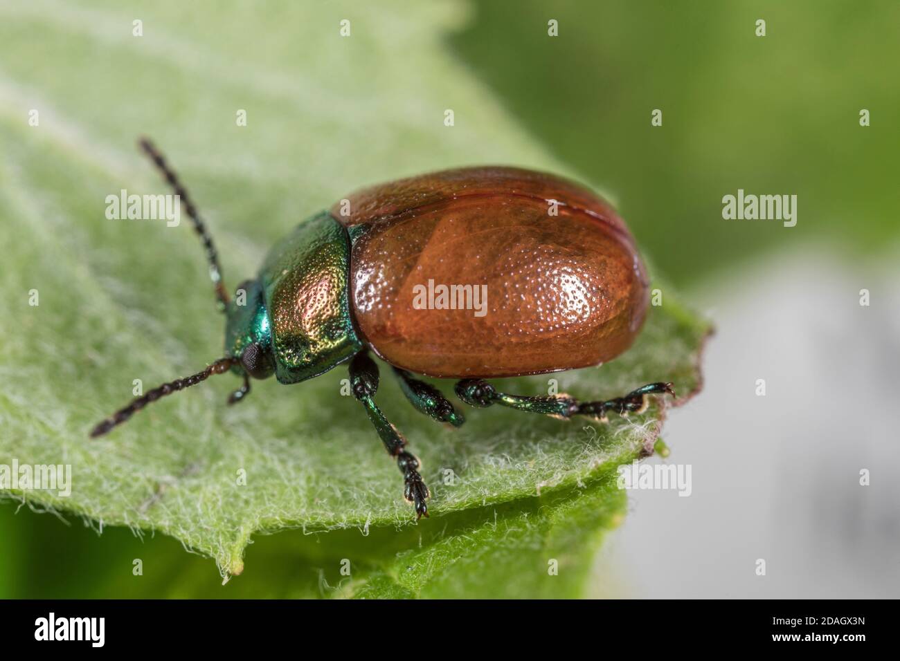 leaf beetle (Chrysolina polita), sits on a leaf, Germany Stock Photo