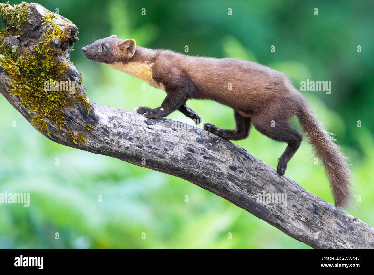 European Pine Marten Martes Martes Walking Up On A Dead Branch Side View Italy Campania Stock Photo Alamy