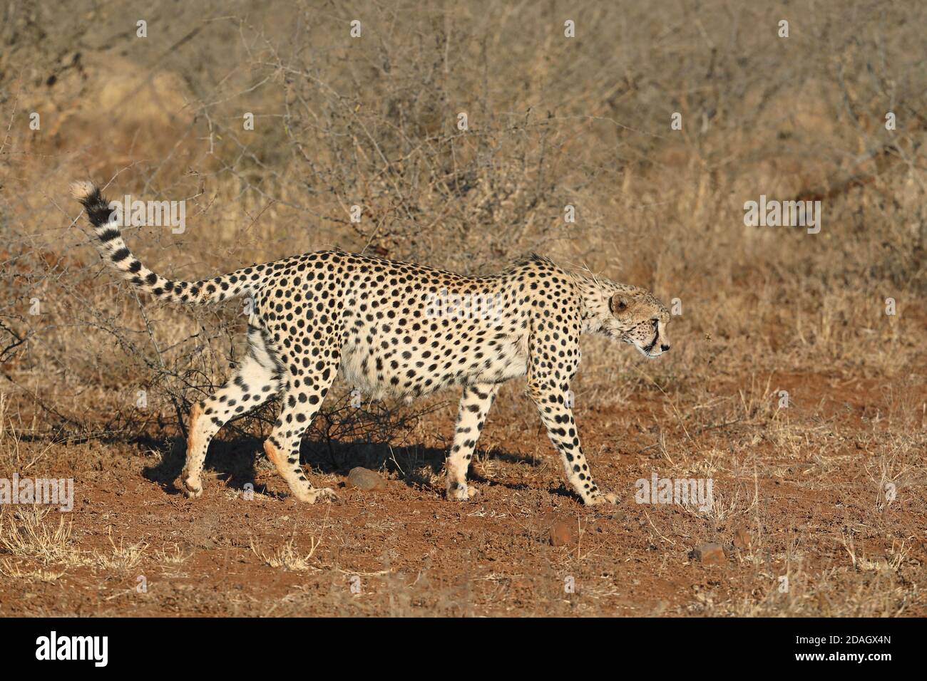 cheetah (Acinonyx jubatus), walks in savanna, South Africa, KwaZulu-Natal, Zimanga Game Reserve Stock Photo