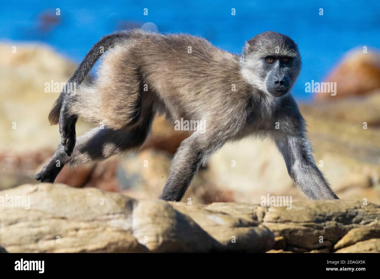 Chacma baboon, anubius baboon, olive baboon (Papio ursinus, Papio cynocephalus ursinus), juvenile running on some rocks, South Africa, Western Cape Stock Photo