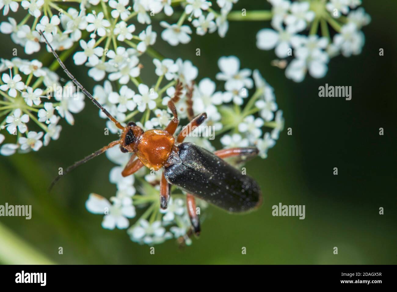 cantharid (Cantharis pellucida), sits on an umbellifer, Germany Stock Photo