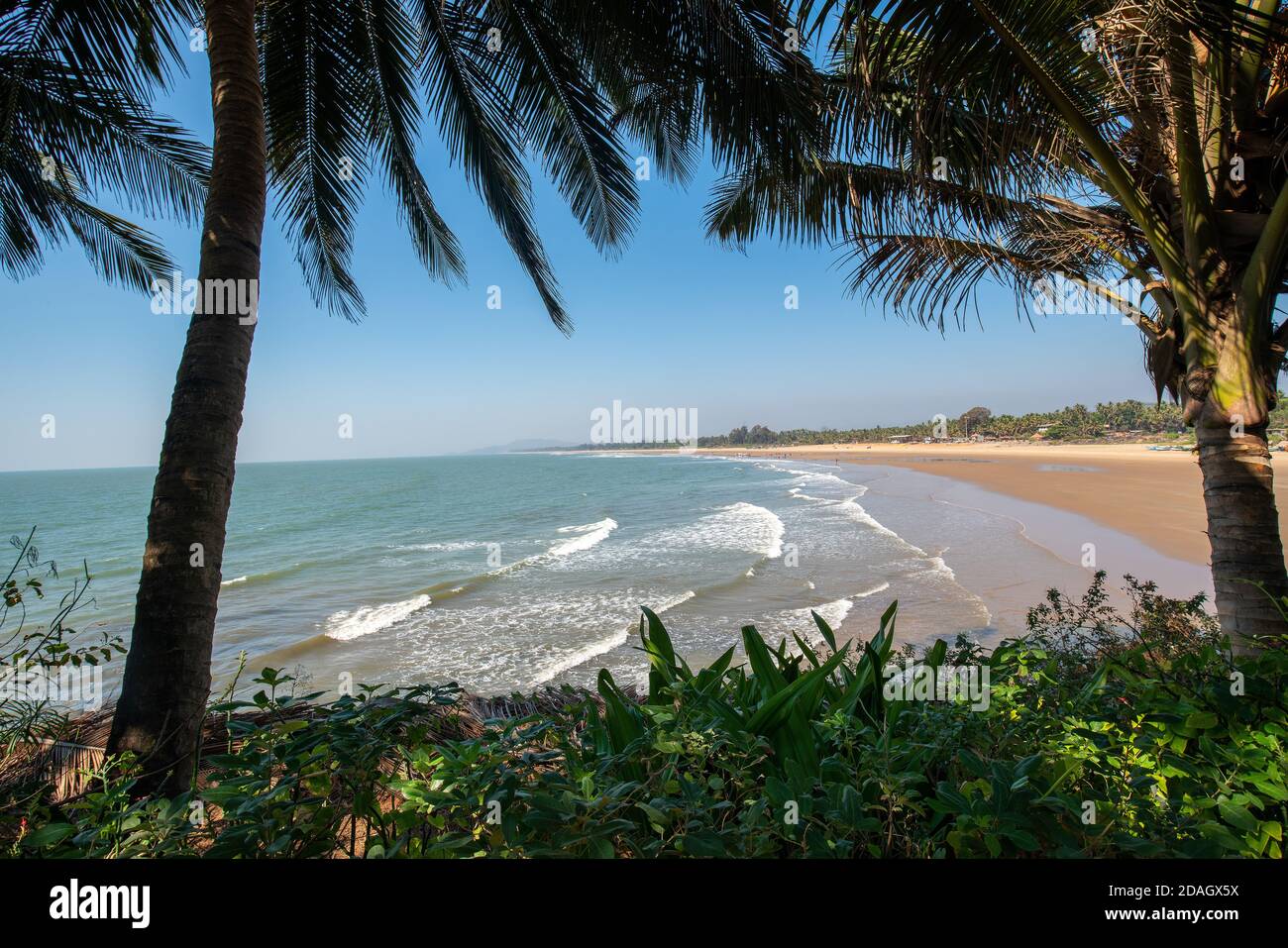India palm trees hi-res stock photography and images - Alamy
