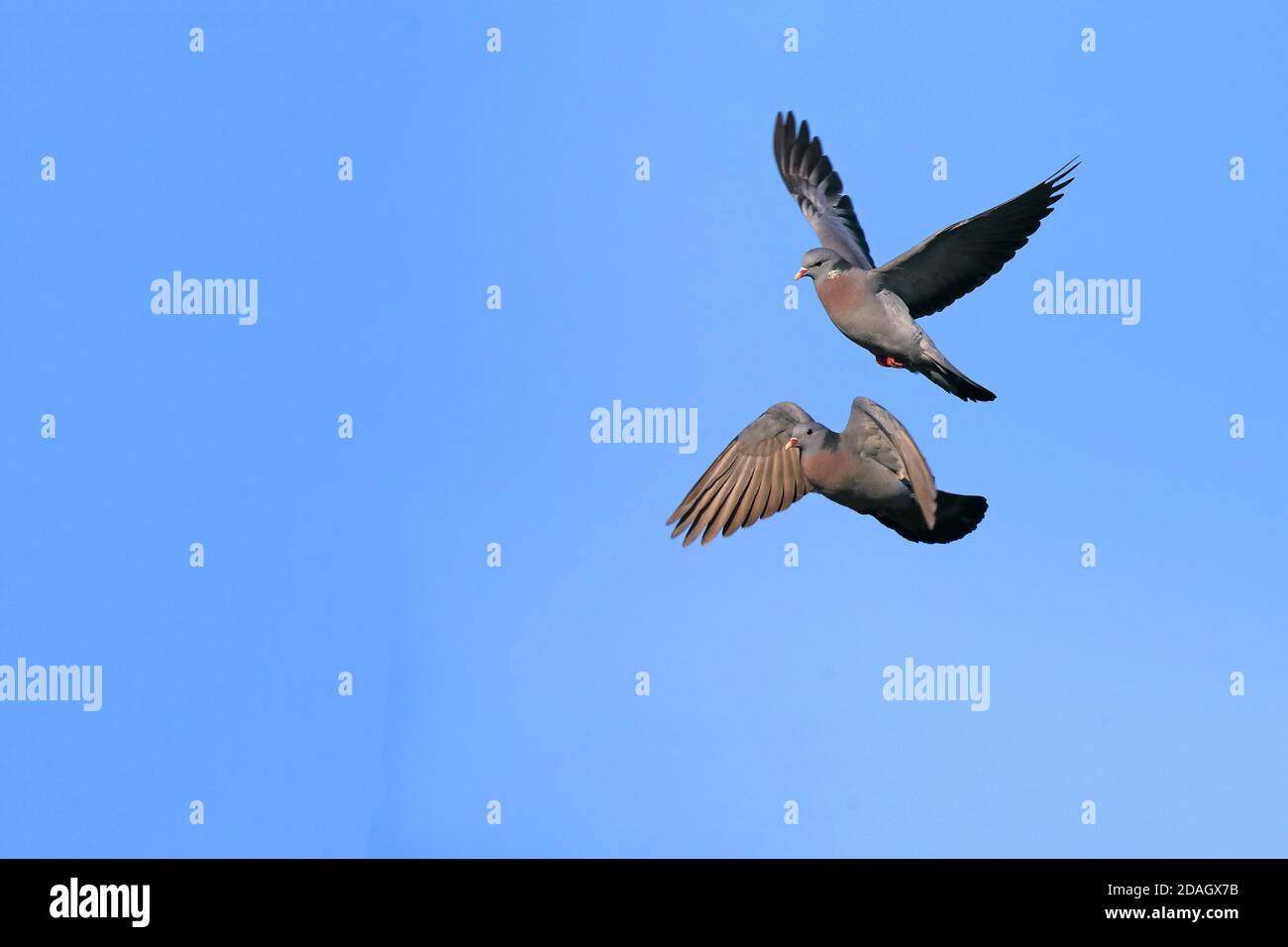 stock pigeon (Columba oenas), aggressive flight of two males, Netherlands, Frisia Stock Photo