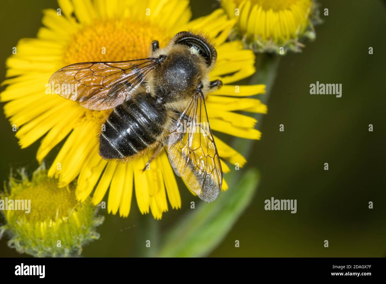 Alfalfa leafcutter bee (Megachile rotundata), sits on a flower, Germany