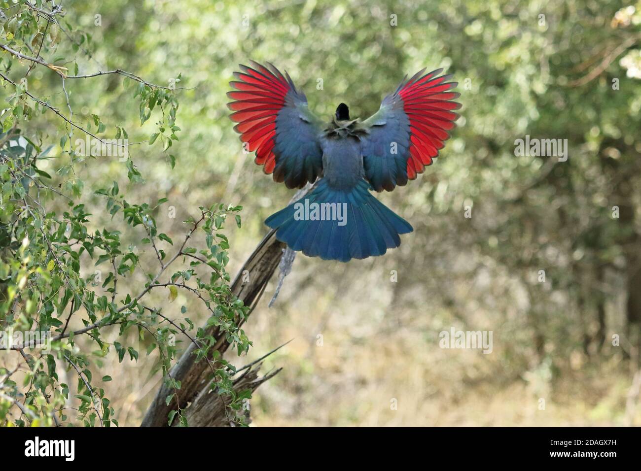 Purple-crested turaco, Violet-crested turaco, Purple-crested Lourie  (Musophaga porphyreolopha, Tauraco porphyreolophus, Gallirex porphyreolophus), Stock Photo
