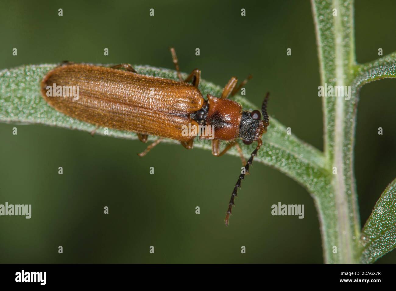 Click beetle (Denticollis linearis), sits on a leaf, Germany Stock