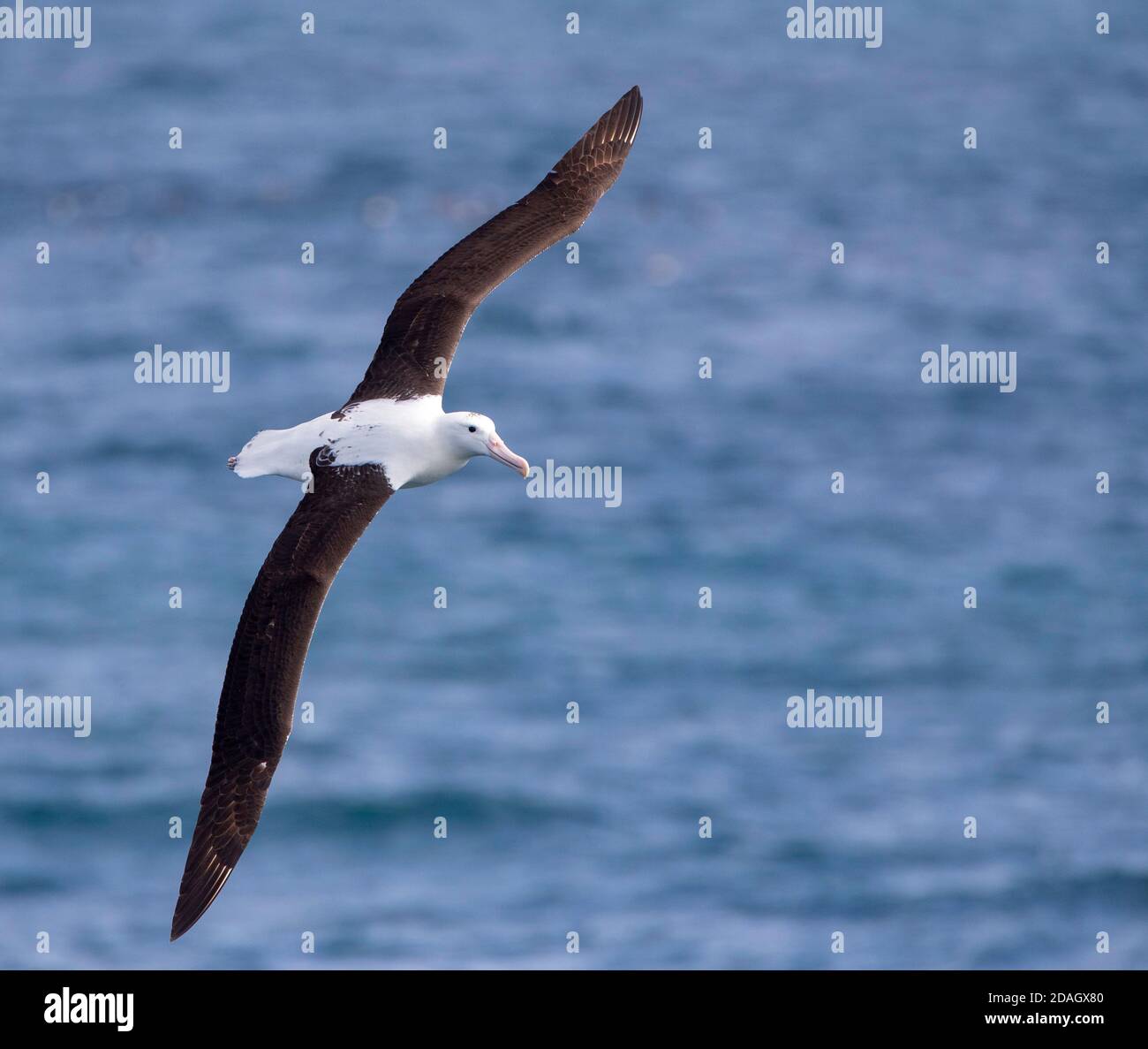 Northern Royal Albatross, toroa (Diomedea sanfordi), in flight over the ...