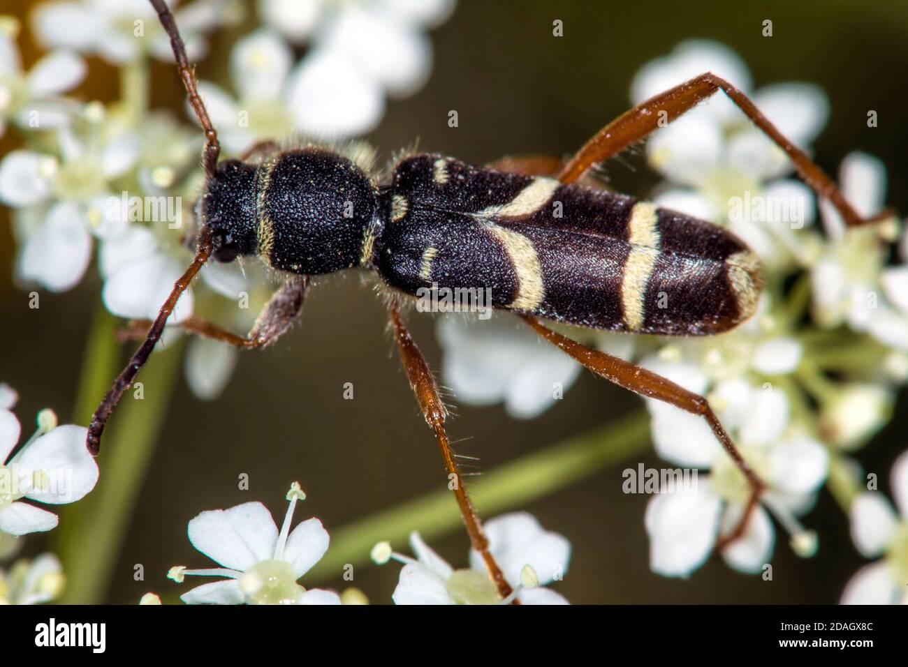 wasp beetle (Clytus arietis), on an inflorescense, Germany Stock Photo