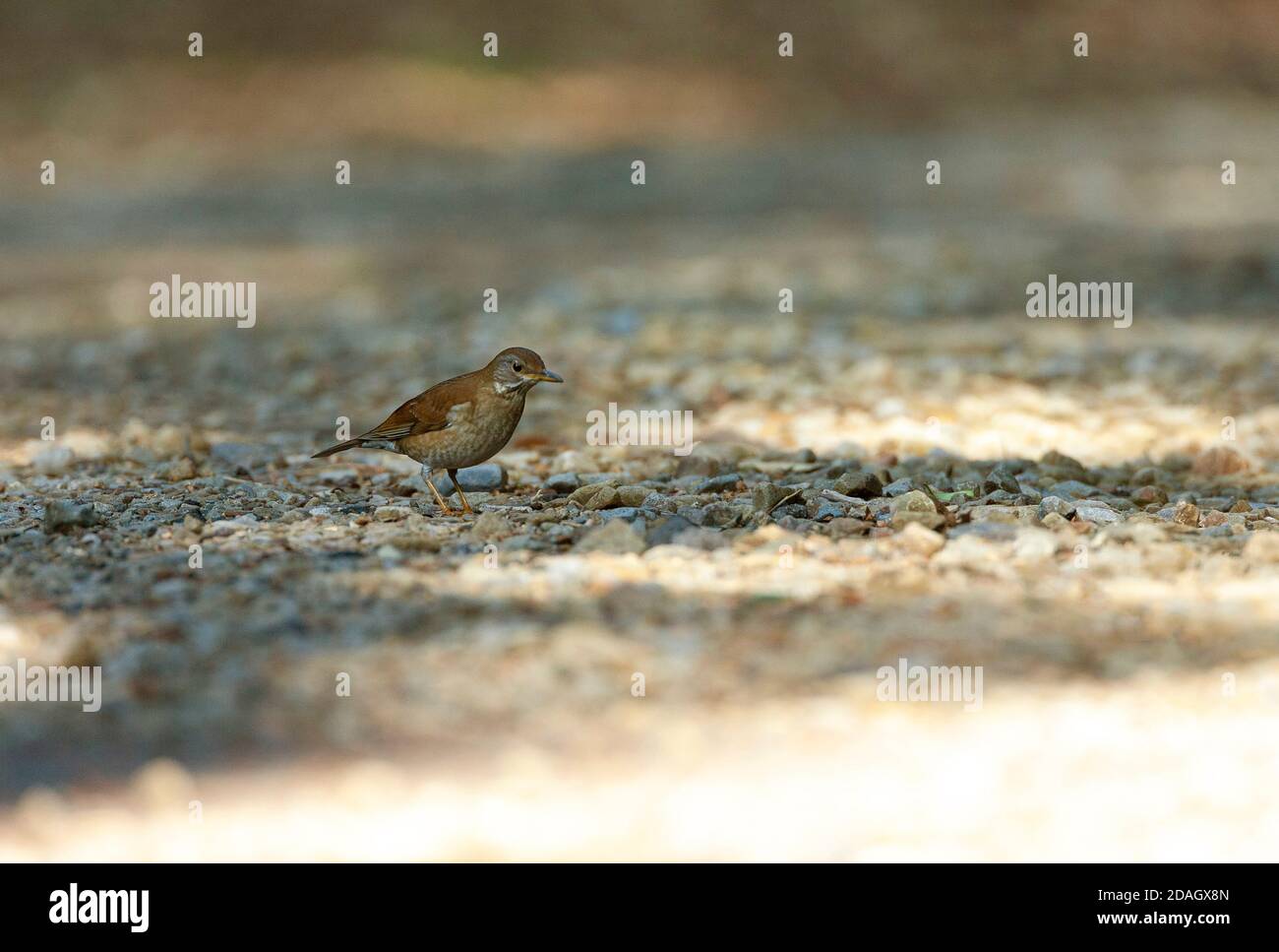 pale thrush (Turdus pallidus), standing on the ground of a dirt road, Japan Stock Photo