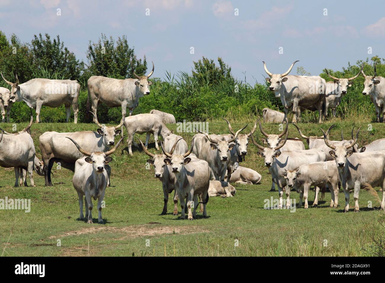 Hungarian Steppe Cattle, Hungarian Grey Cattle, Hungarian Podolian Steppe Cattle (Bos primigenius f. taurus), herd in puszta, Hungary, Hajdu-Bihar, Stock Photo