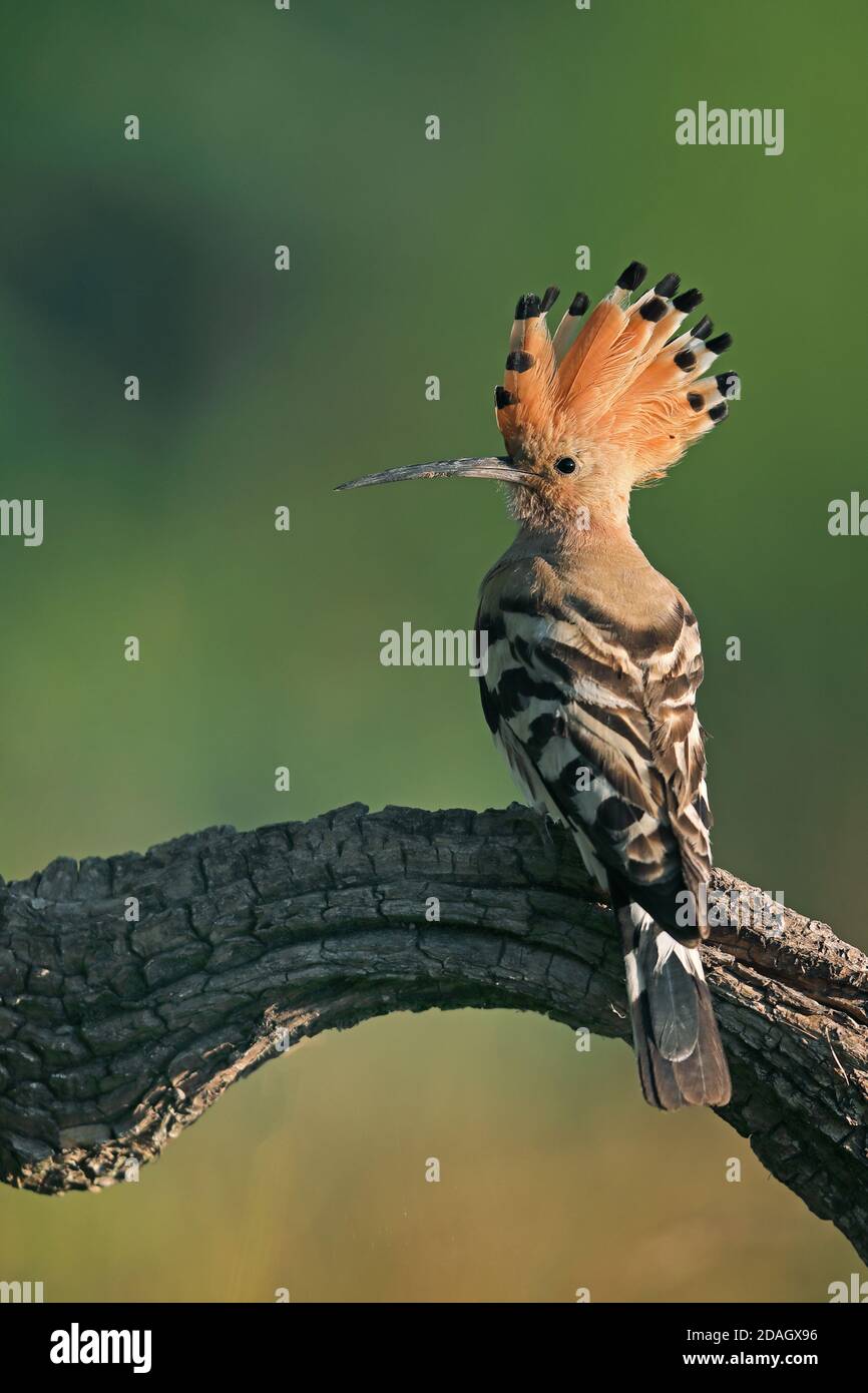hoopoe (Upupa epops), perched on a branch, Hungary, Tiszaalpar Stock Photo