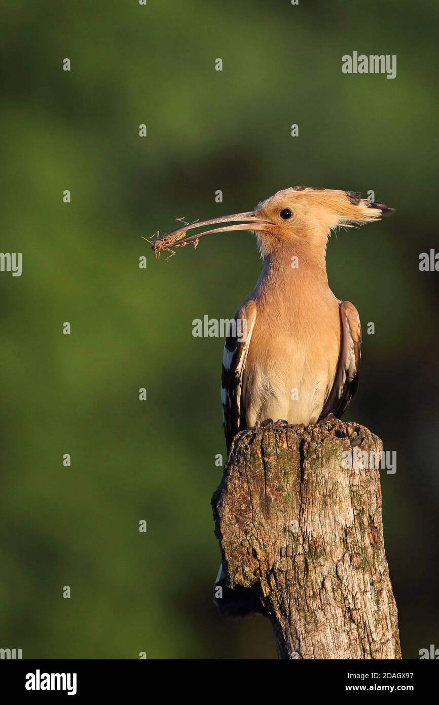 hoopoe (Upupa epops), perched on a branch with caught insect in the bill, Hungary, Tiszaalpar Stock Photo