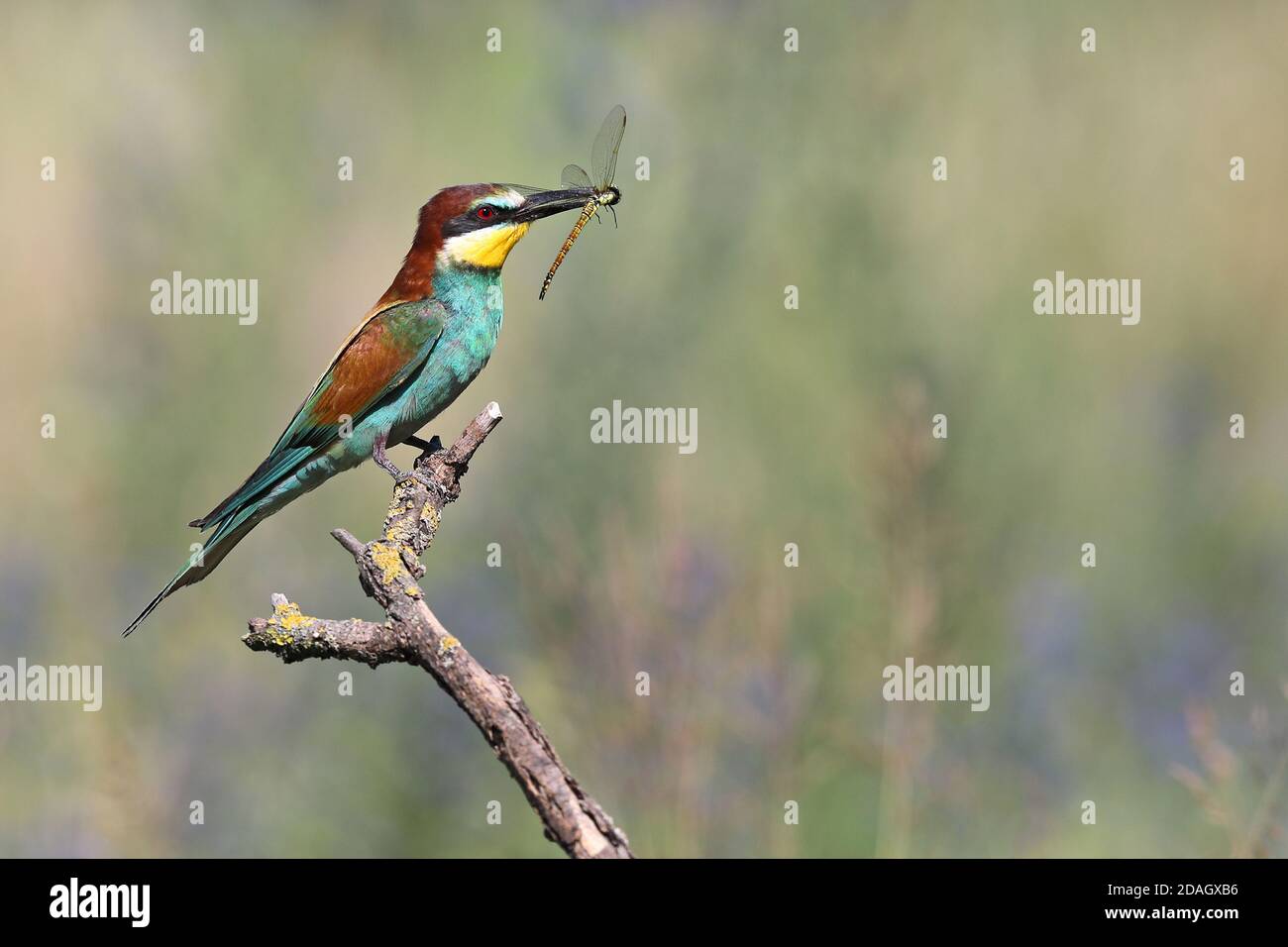 European bee eater (Merops apiaster), perching on a branch with a dragonfly in the beak, Hungary, Kiskunsag National Park Stock Photo