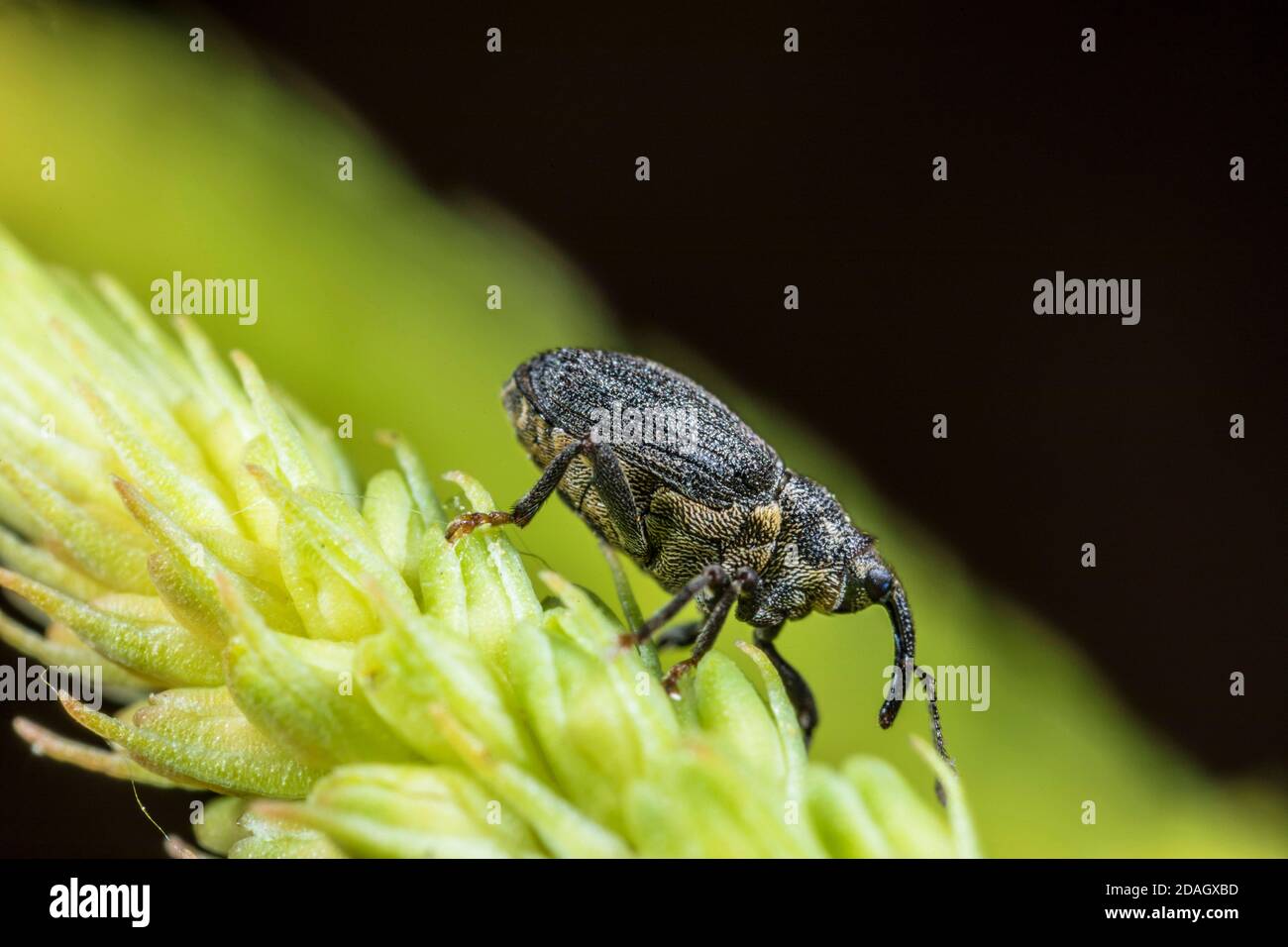 cabbage seedpod weevil (Ceutorhynchus assimilis), on an inflorescence, Germany Stock Photo