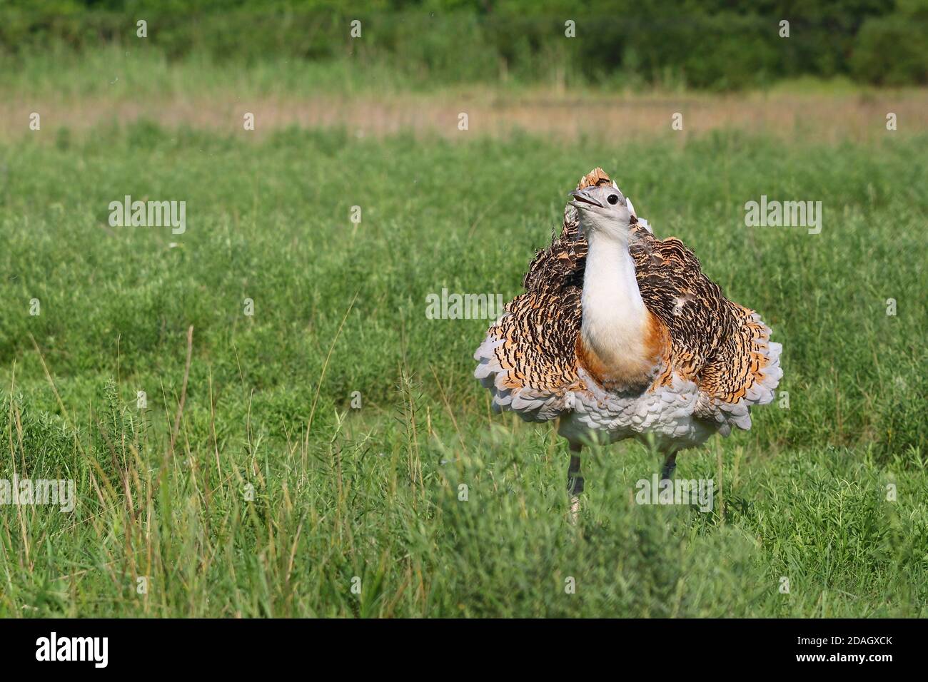 great bustard (Otis tarda), male standing in the Pannonian Steppe, front view, Hungary, Koeroes Maros National Park Stock Photo