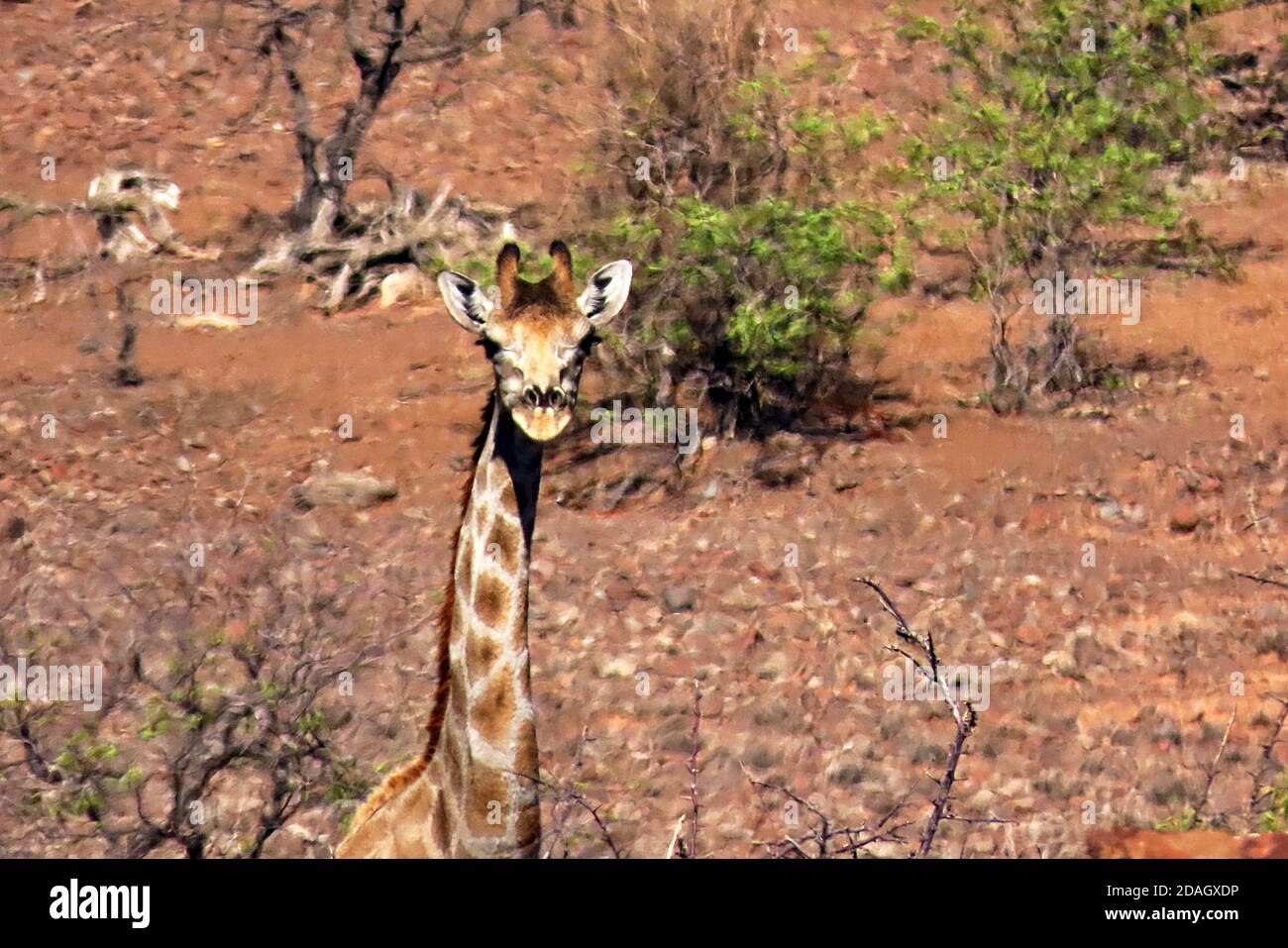 A South African desert Giraffe (Giraffa giraffa giraffa) in the rocky desert of Torra Conservancy, Damaraland in Namibia Stock Photo