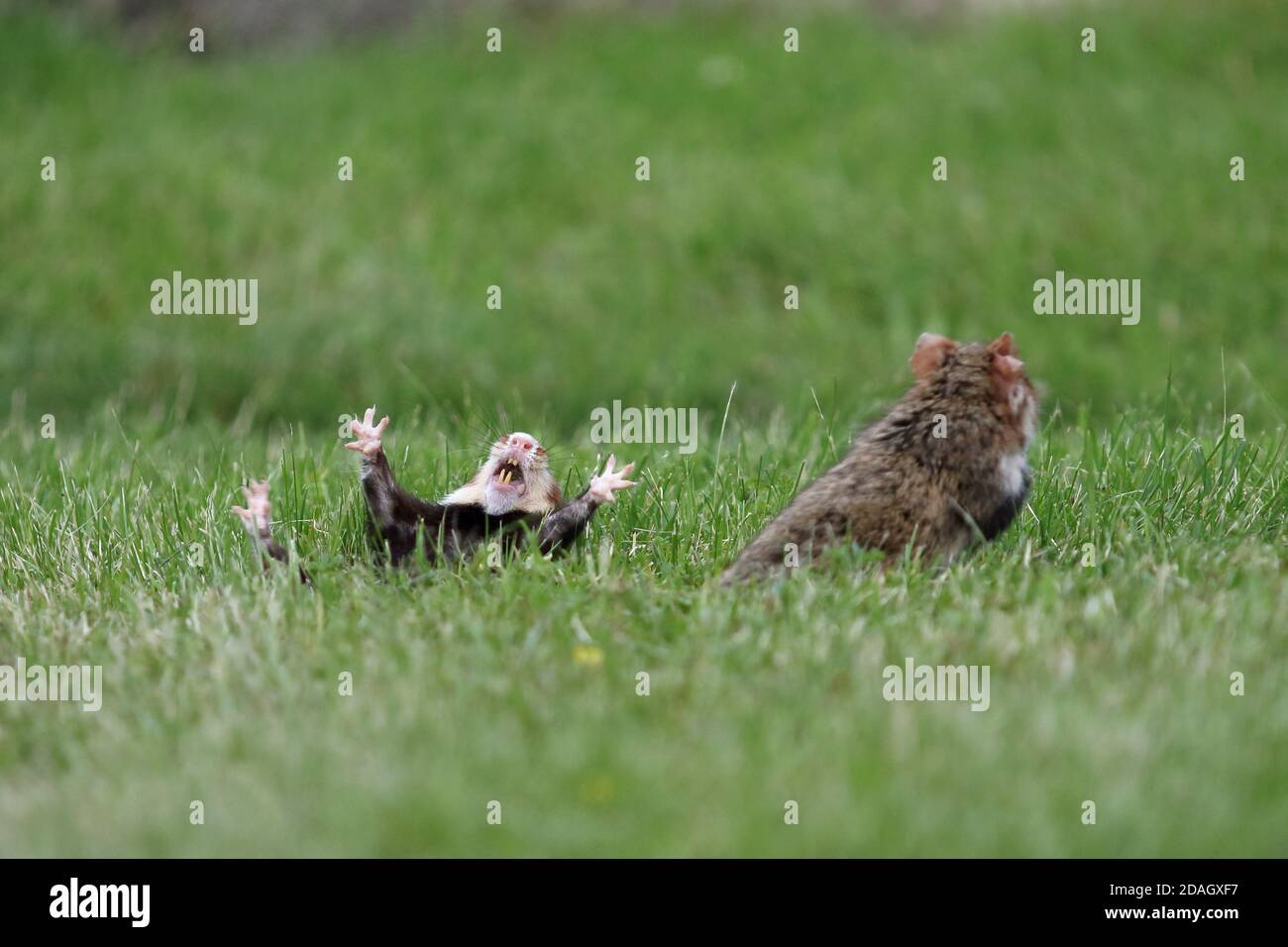 common hamster, black-bellied hamster (Cricetus cricetus), after territorial fight, inferior hamster lying in supine position, Austria Stock Photo