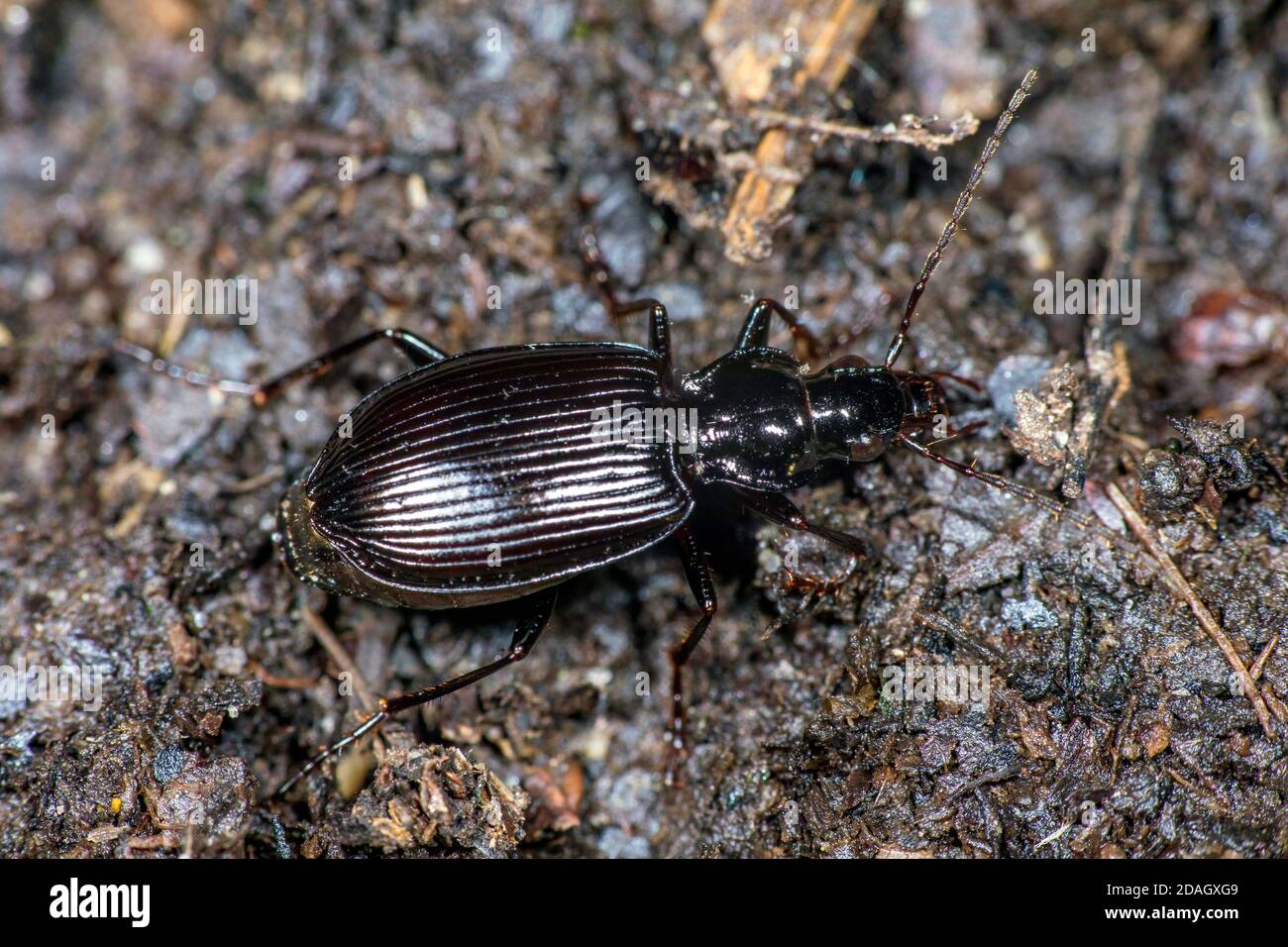 Ground beetle (Limodromus assimilis, Platynus assimilis), on the ground, Germany Stock Photo