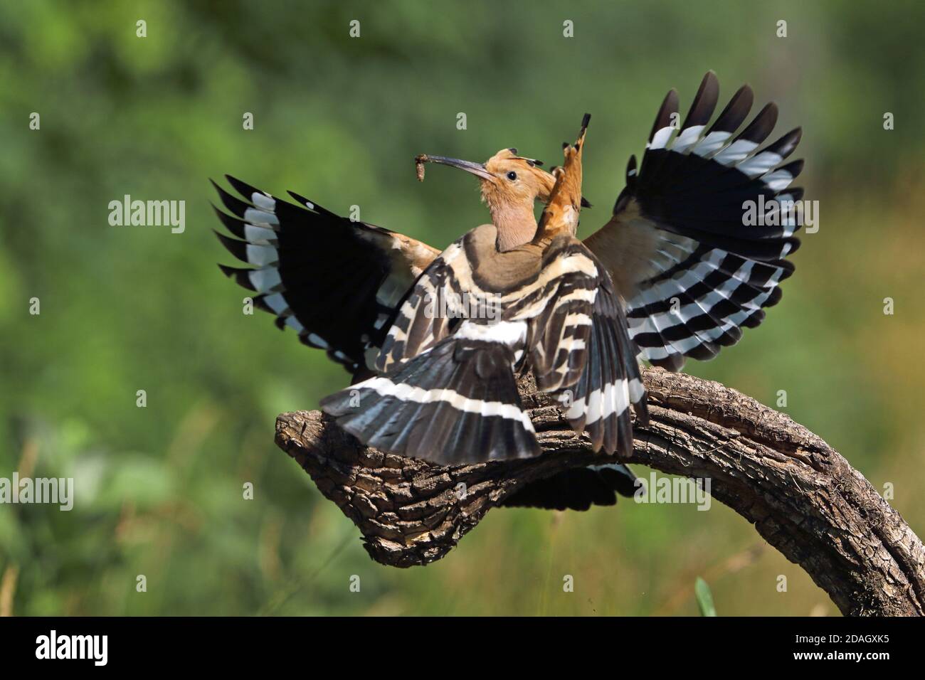 hoopoe (Upupa epops), pair landing on a branch with feed, Hungary, Tiszaalpar Stock Photo