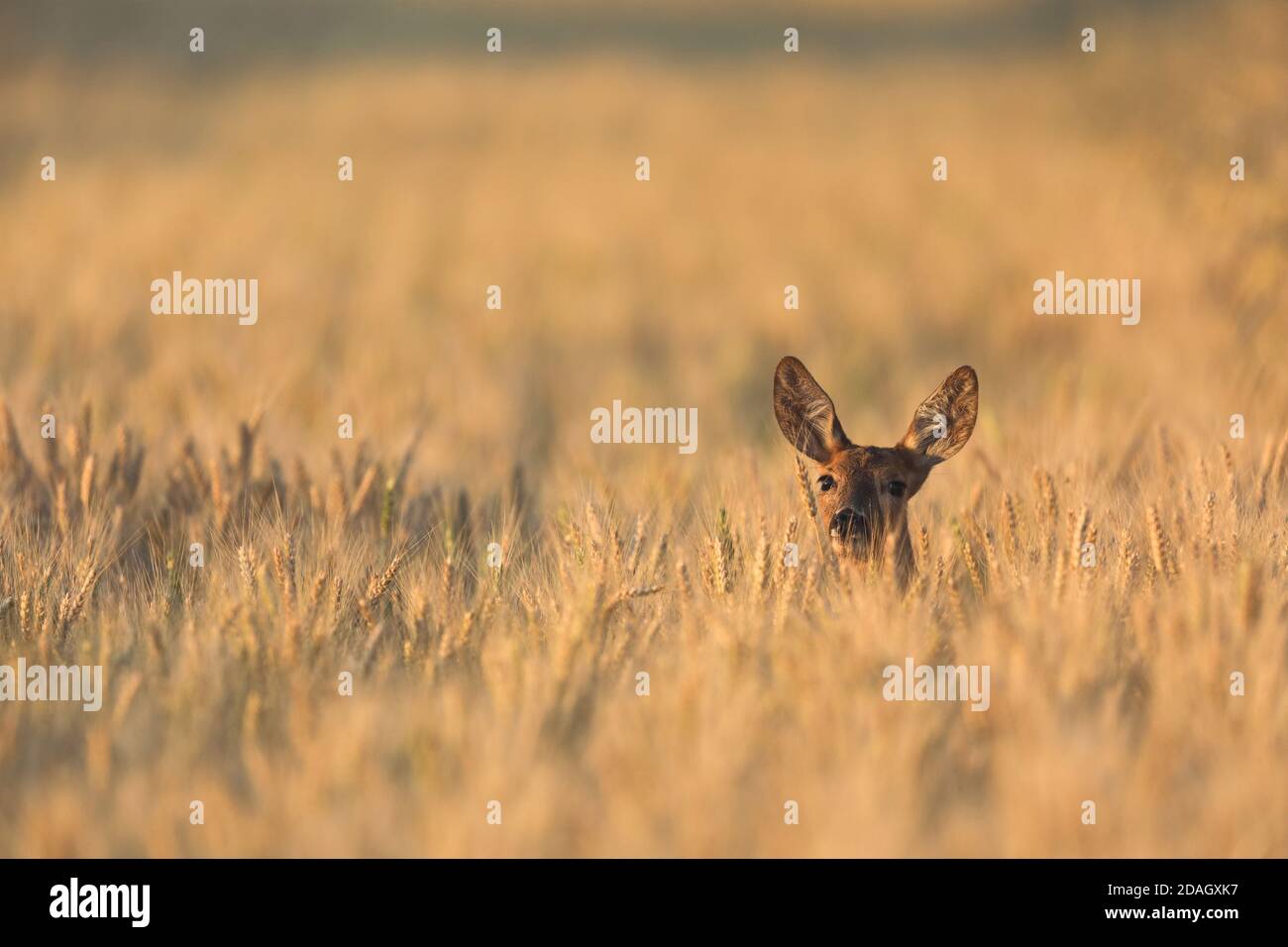 roe deer (Capreolus capreolus), doe in a grain field in the evening, Austria, Burgenland Stock Photo