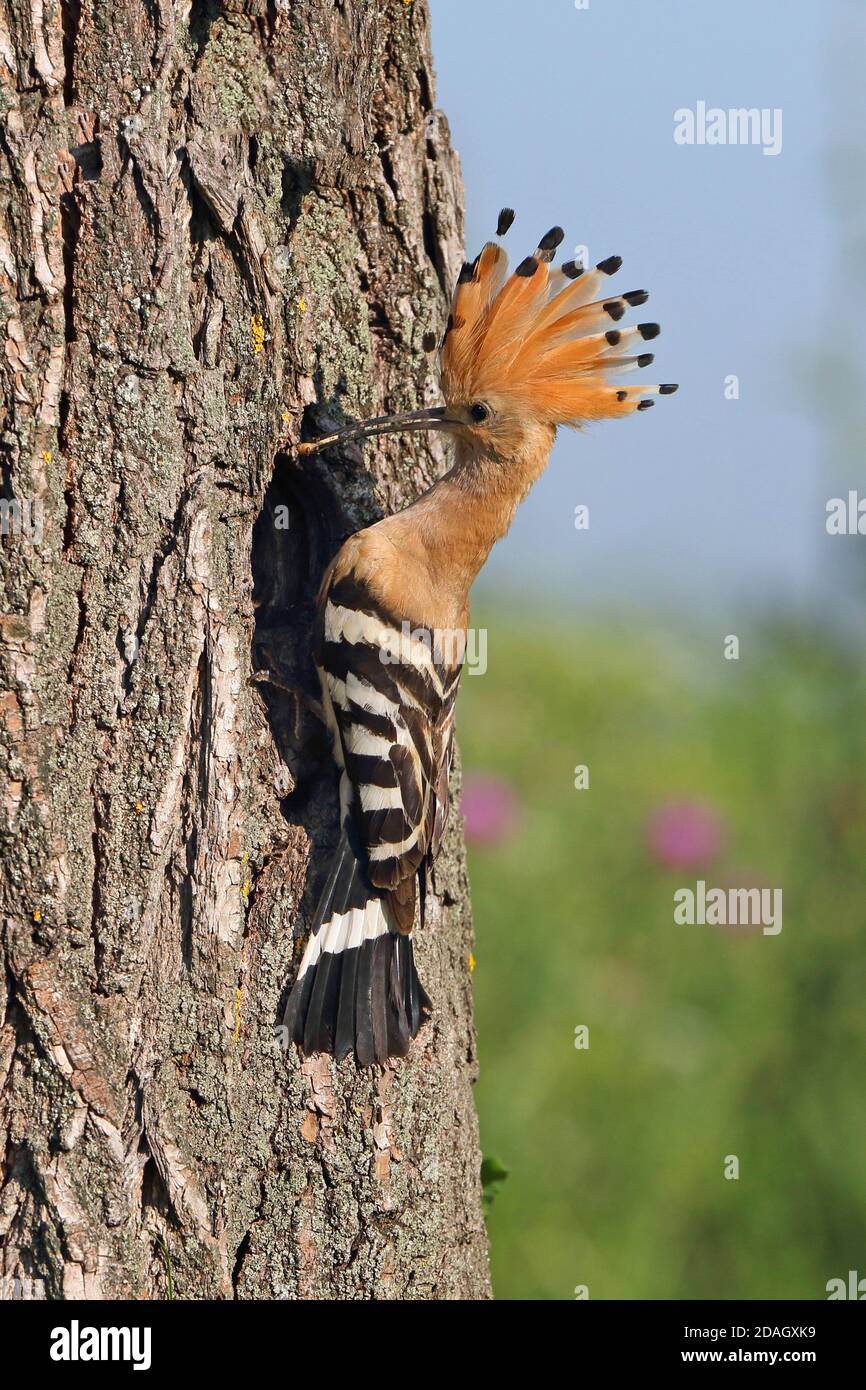 hoopoe (Upupa epops), feeds the chicks in the breeding cave with caught beetles, Hungary, Tiszaalpar Stock Photo