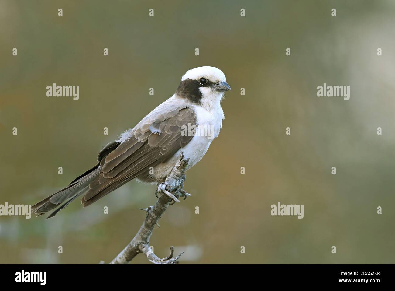 White-crowned shrike (Eurocephalus anguitimens), perched on a branch, South Africa, Lowveld, Krueger National Park Stock Photo