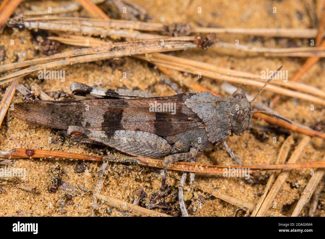 Blue-winged grasshopper (Oedipoda coerulescens, Oedipoda caerulescens), sits on the ground, Germany Stock Photo
