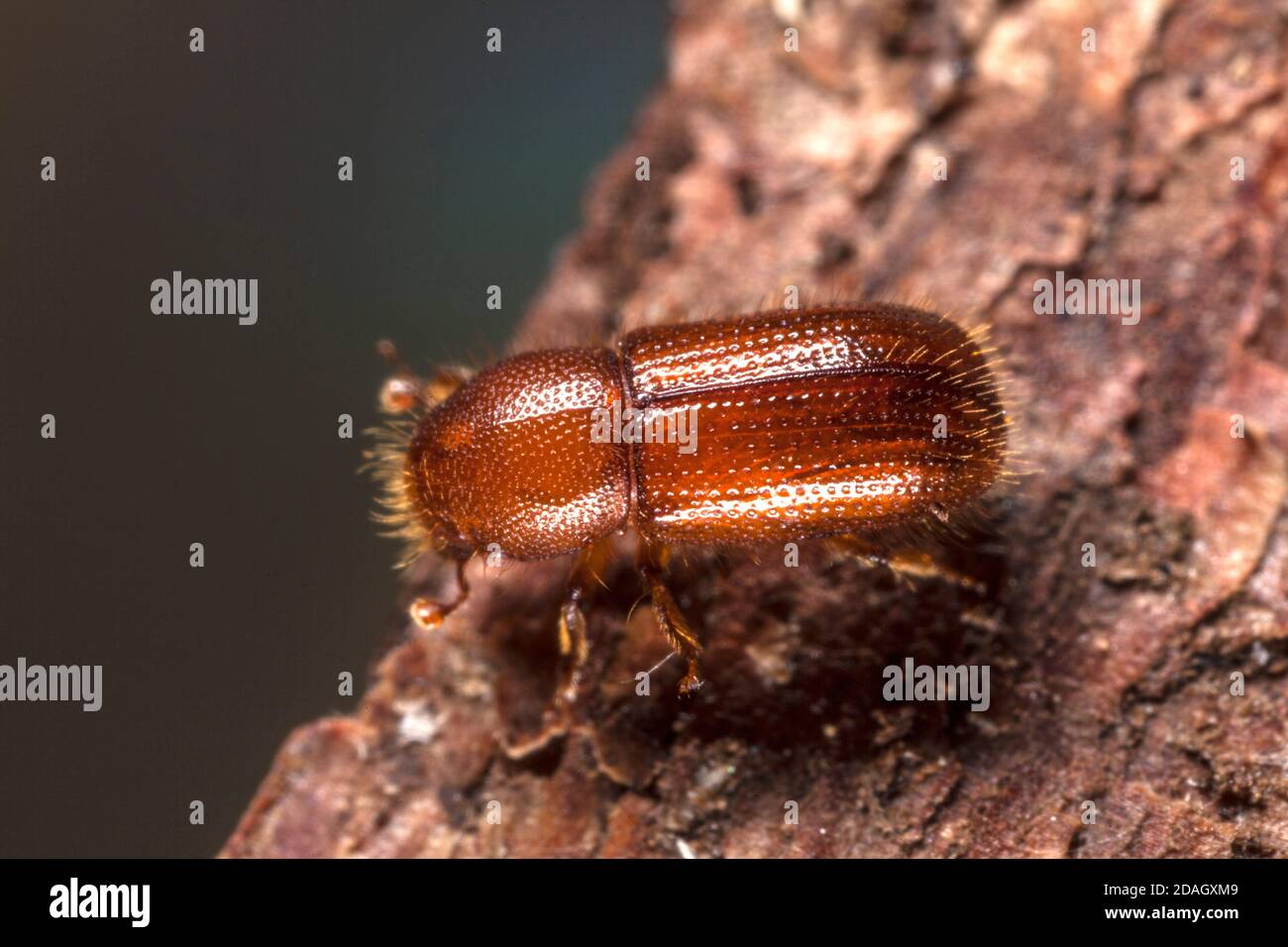 Spruce bark beetle, European Spruce Bark Beetle, Engraver beetle, Common European engraver (Ips typographus), on bark, Germany Stock Photo